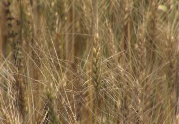 Louisiana wheat farmers anticipate brief harvest