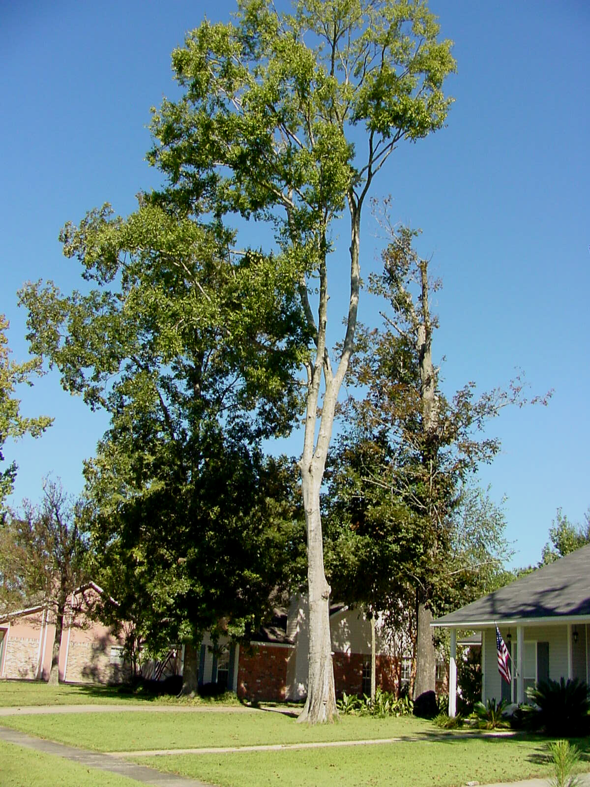 Protecting Shade Trees Around Your New Home