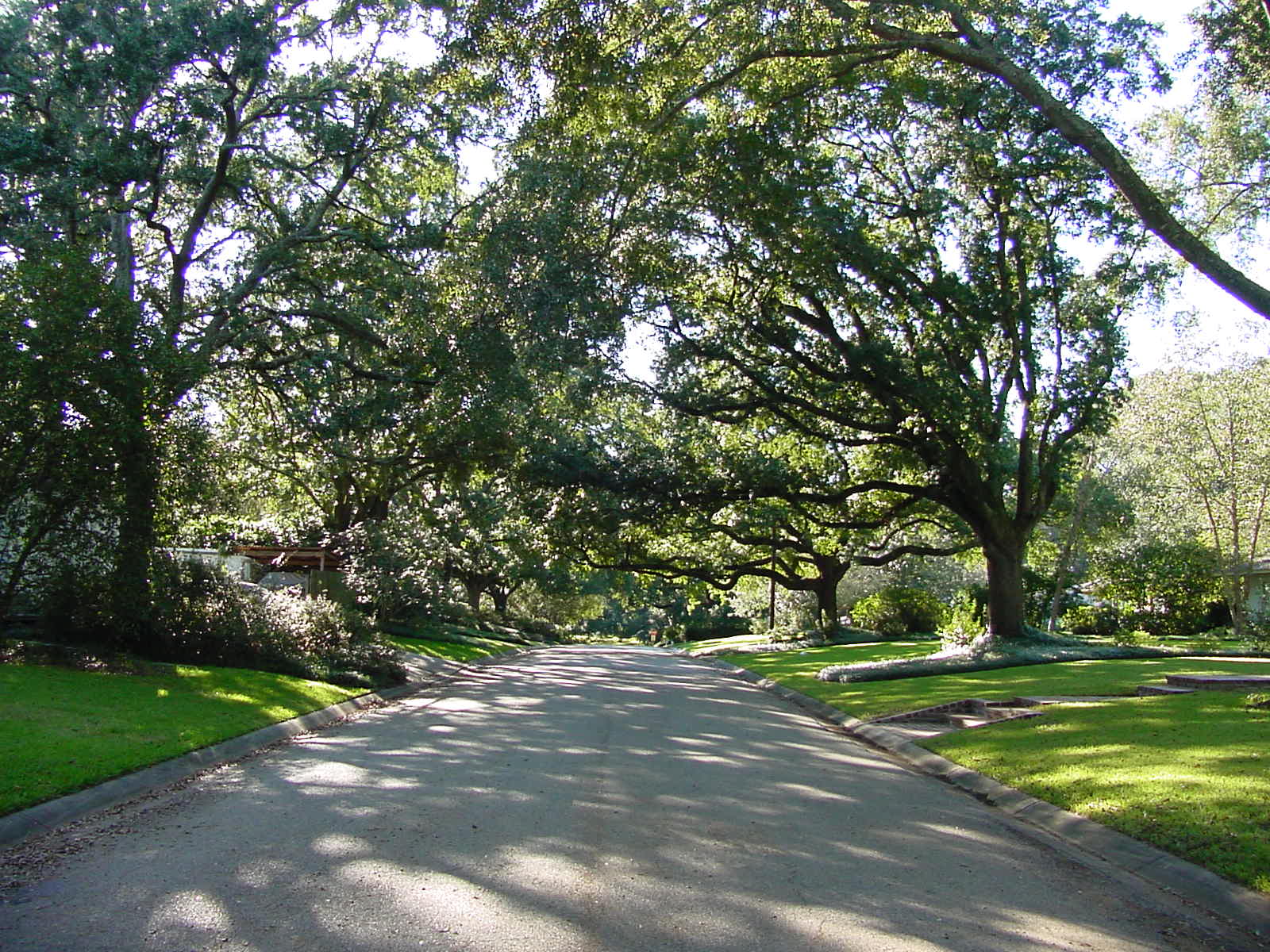 Protecting trees during construction can lead to healthy, long-lived trees for the future.