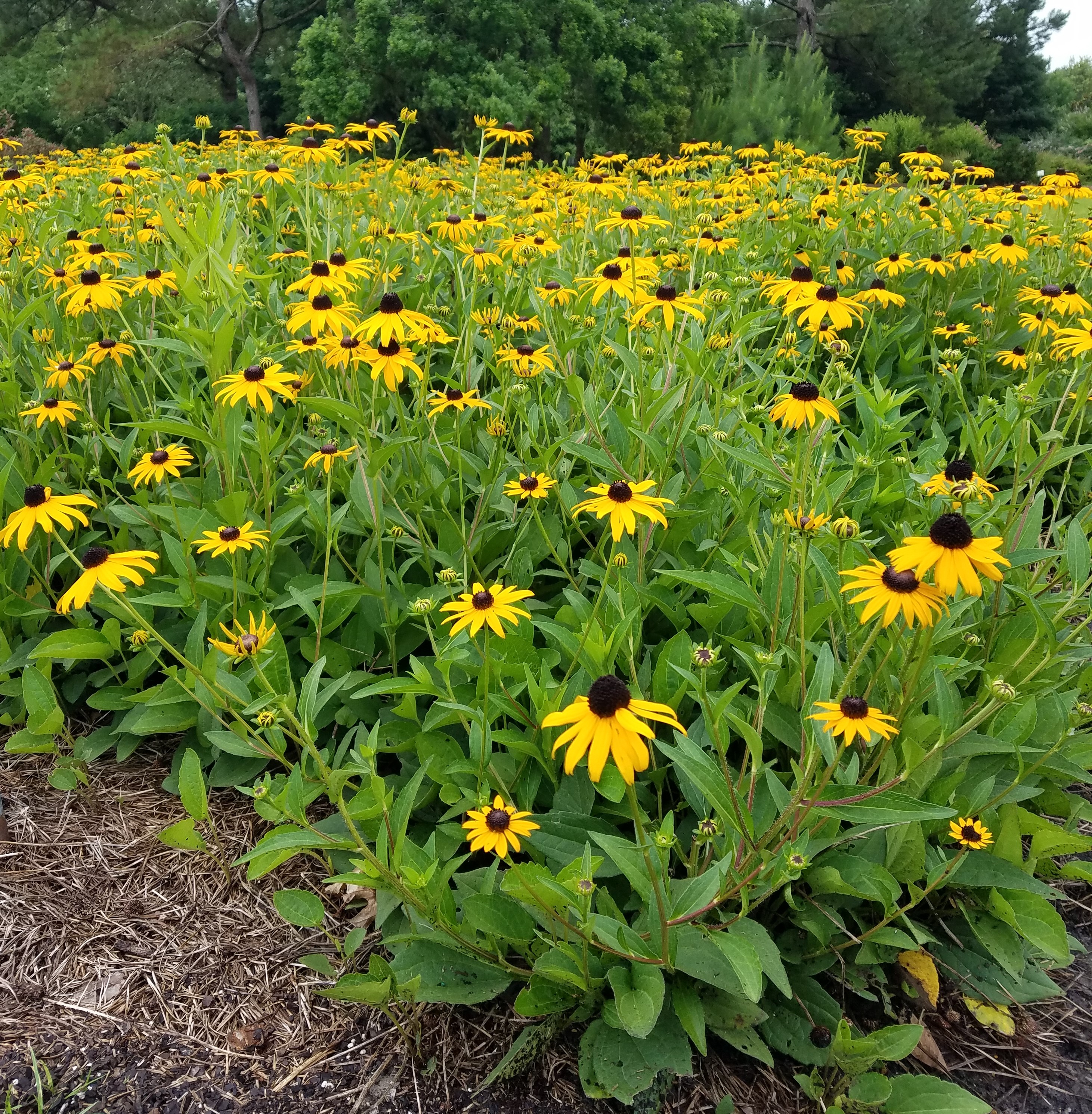 Early Bird Gold and Goldsturm are Deserving of Super Plant Status