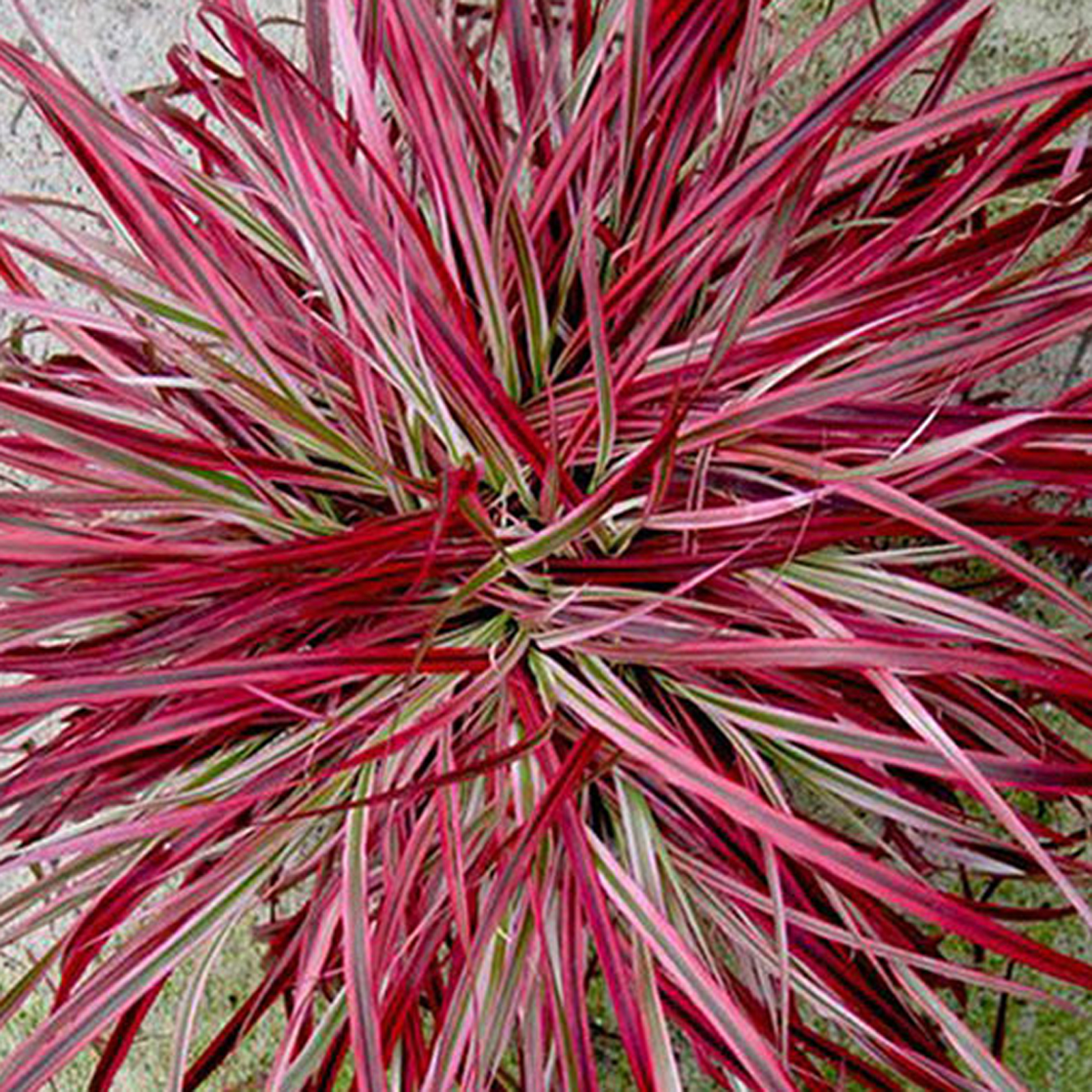 Ornamental grasses add beauty with minimum effort