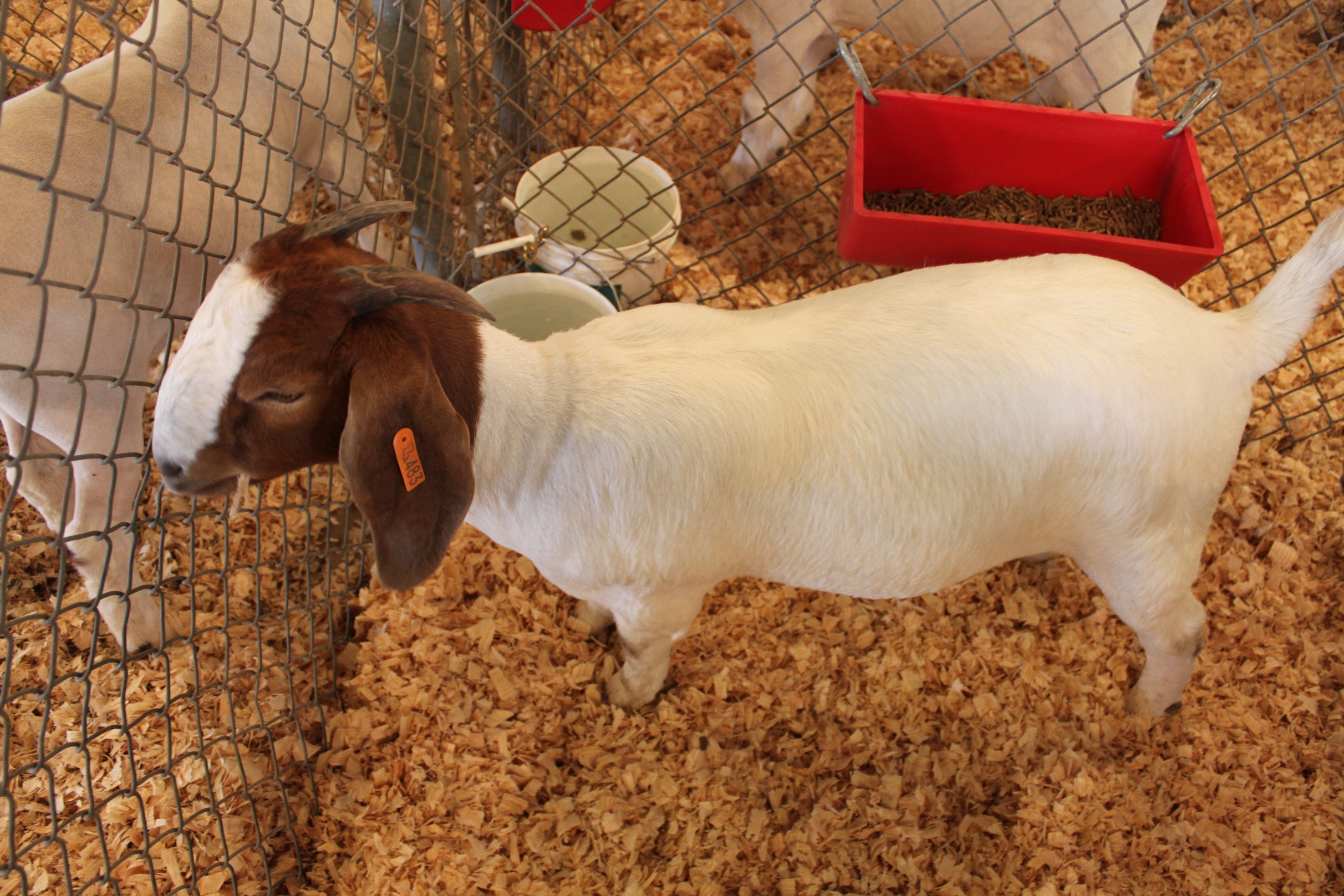 Open Goat Show