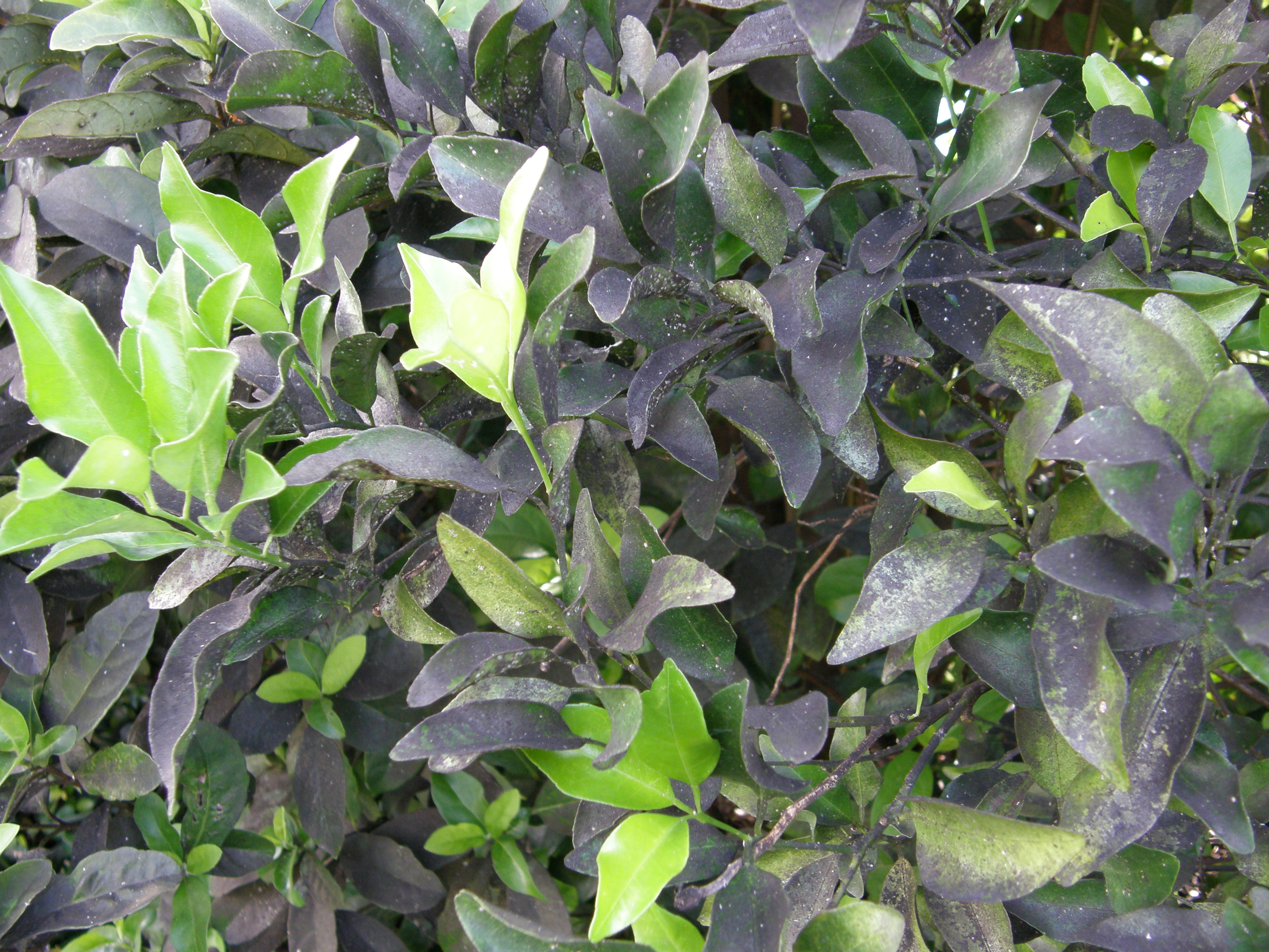 Fall Gardening Questions and Answers