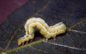 Soybean Loopers and Redbanded Stink bugs in Soybeans