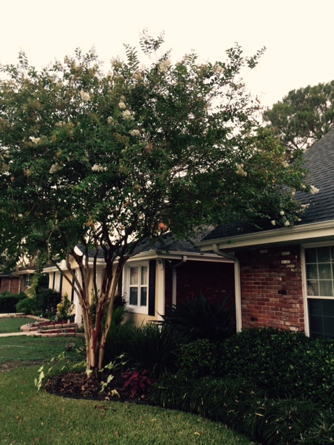 Pruning Crape Myrtle Tree