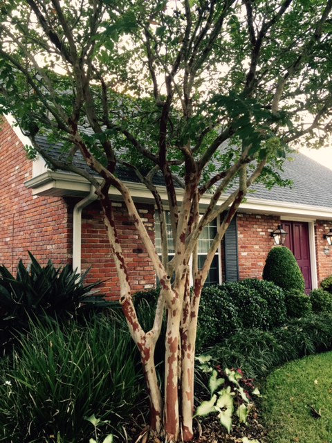 Picture of crape myrtle tree