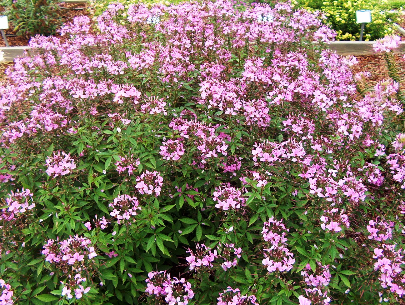 Senorita Rosalita, new cousins shine in flower beds