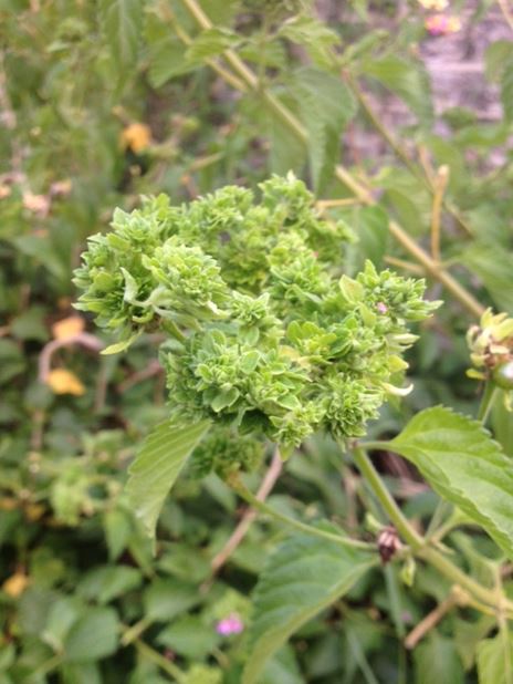 Lantana Flower Gall Mite