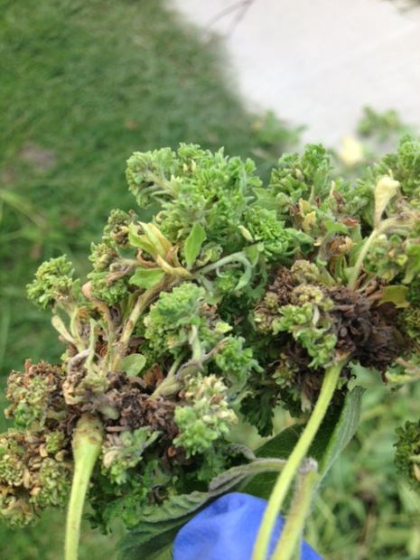 Lantana plant with damage caused by the lantana flower gall mite.