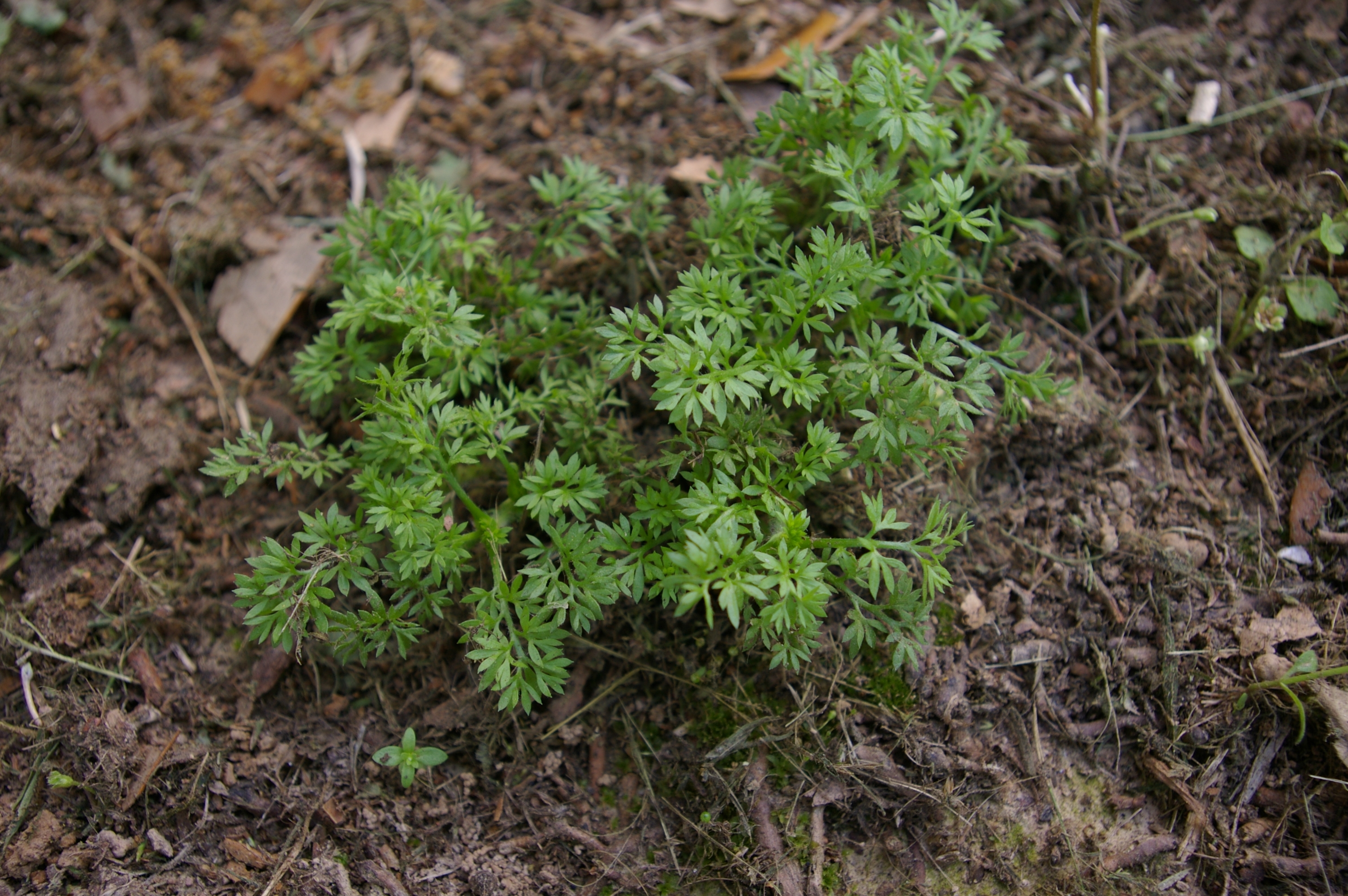 Stop stickerweed before it’s too late