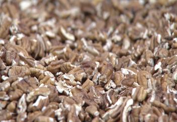Pecan Harvest