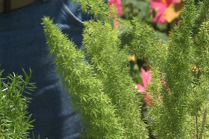 Tough asparagus ferns provide lush foliage