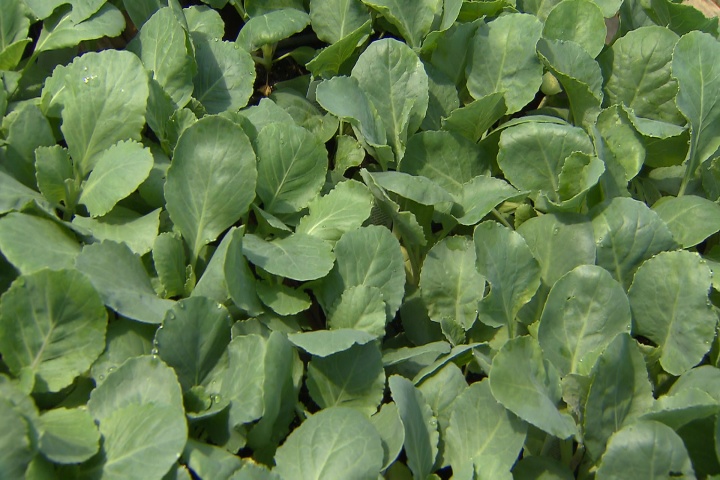 Plant fall vegetables now