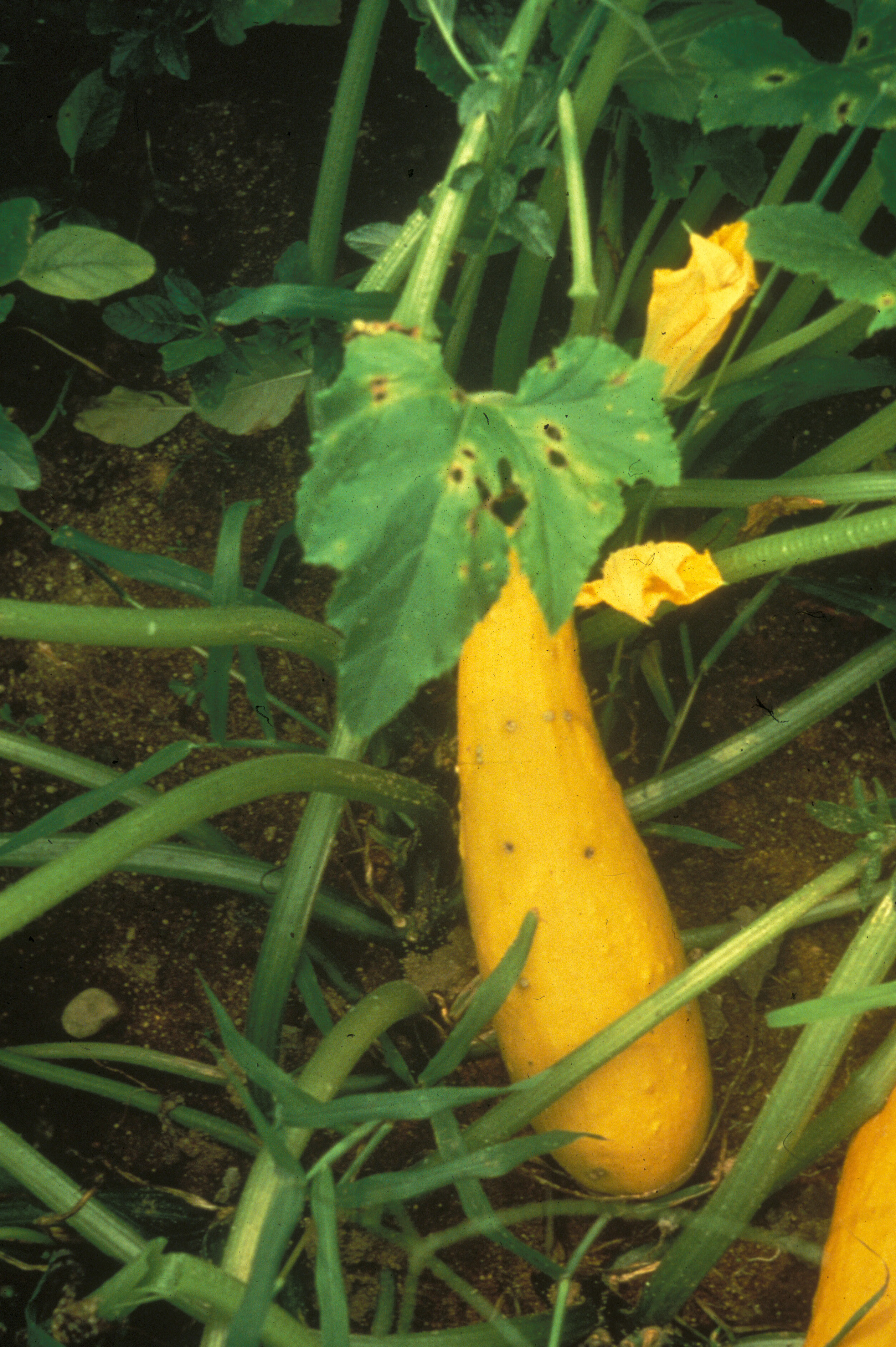 Squash Diseases
