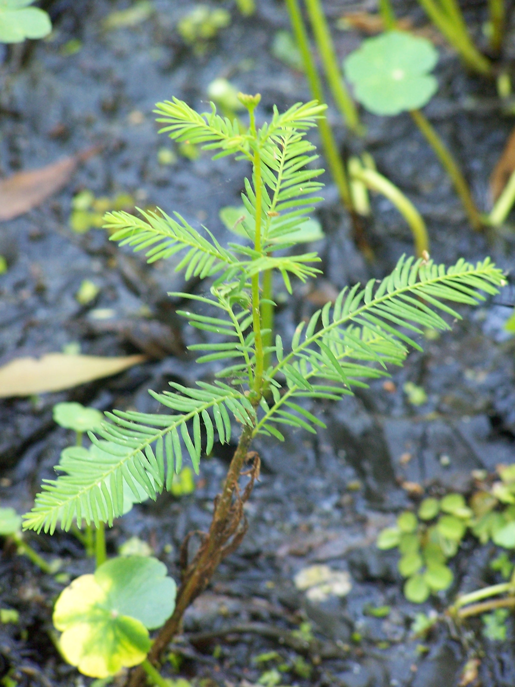 Forest Resources