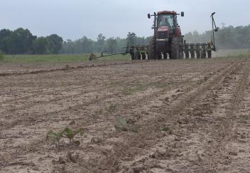 Wet weather slows Louisiana soybean crop