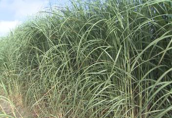 Farmers learn about new varieties sugarcane research
