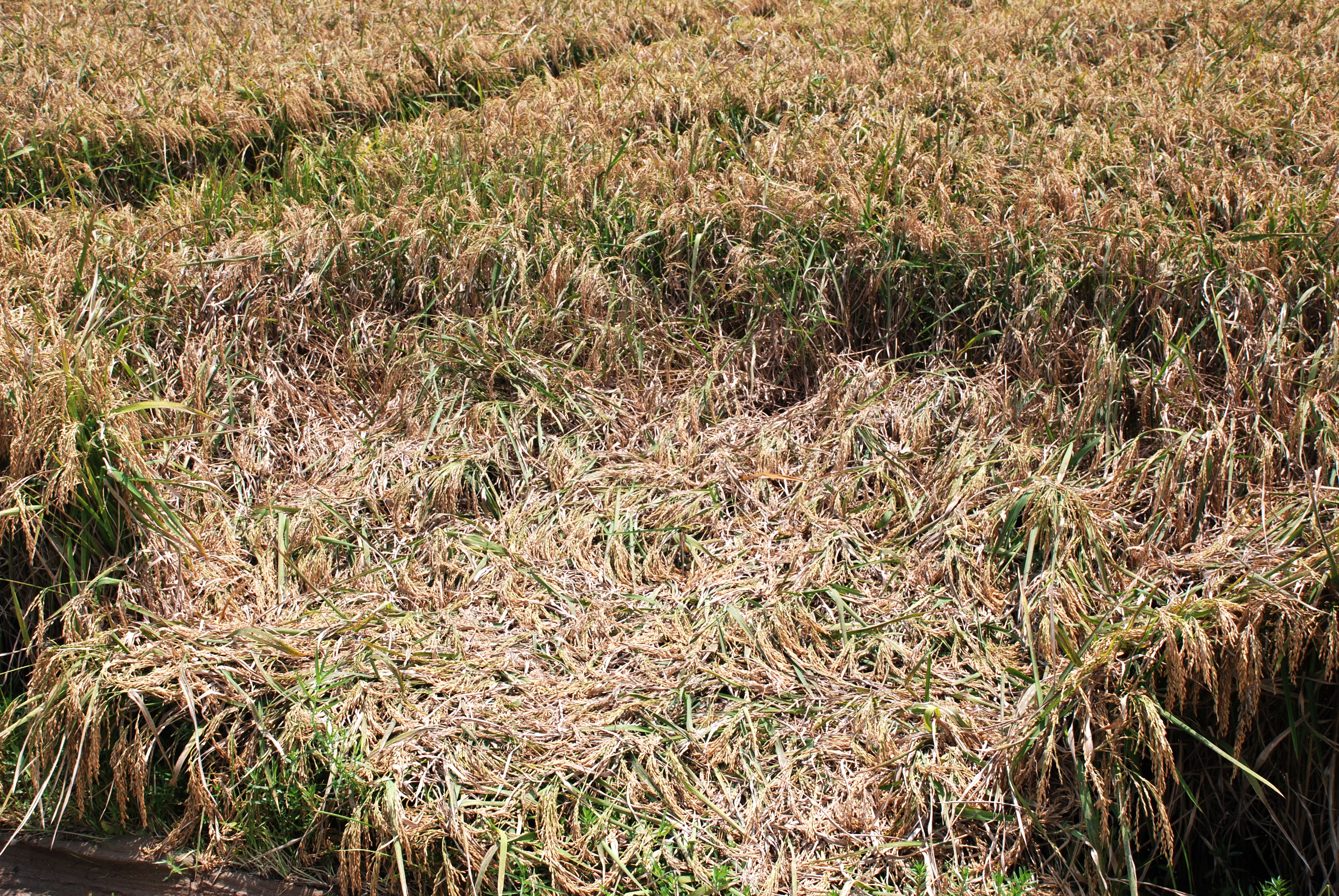 Lodging Caused by Sheath Blight