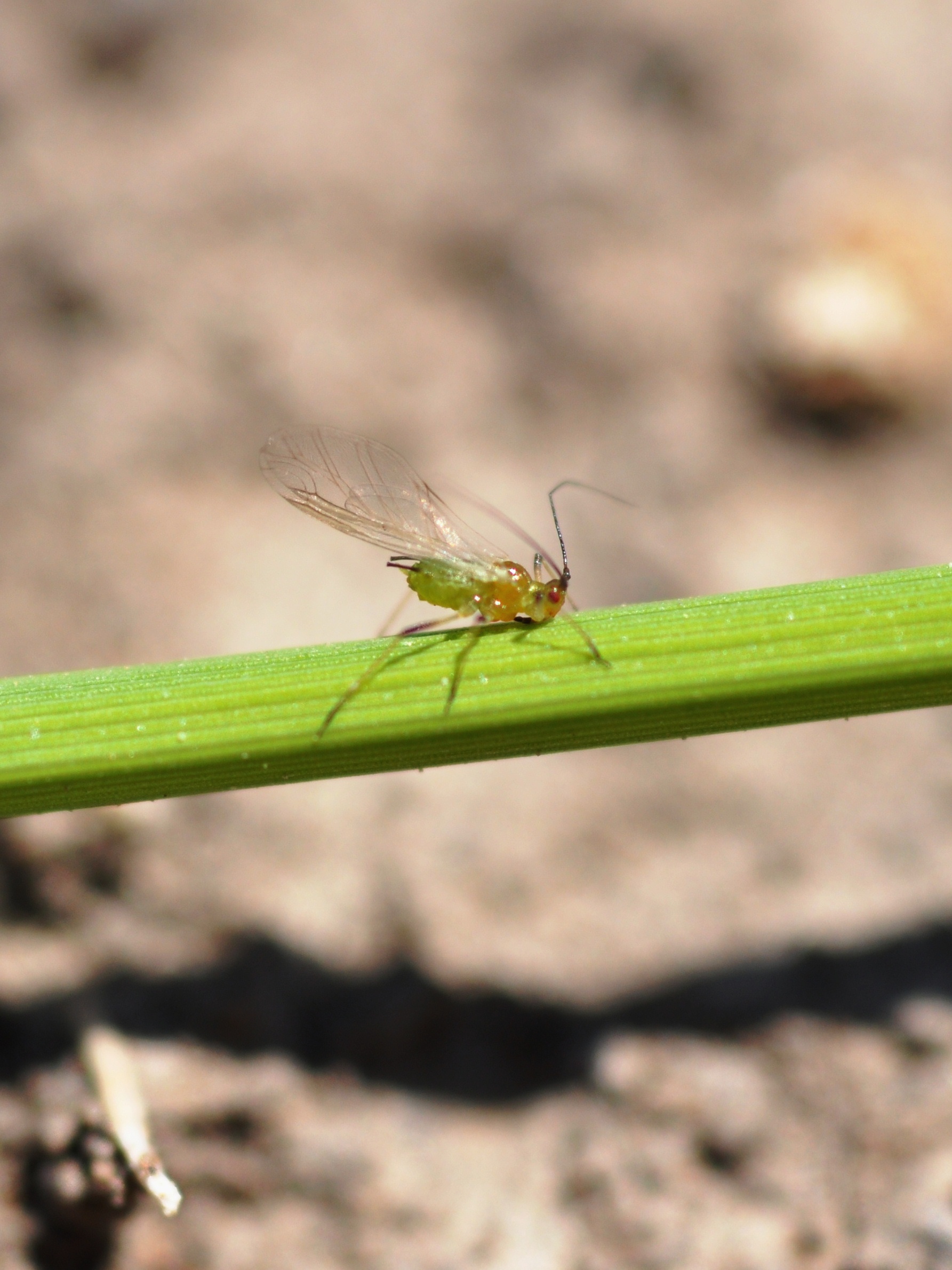 aphid2