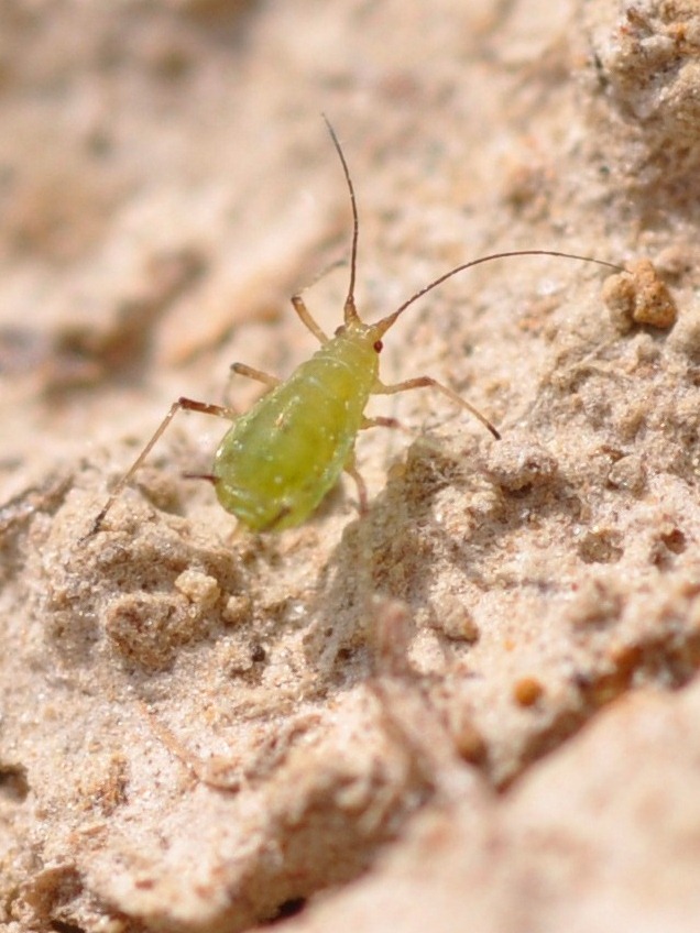 aphid3