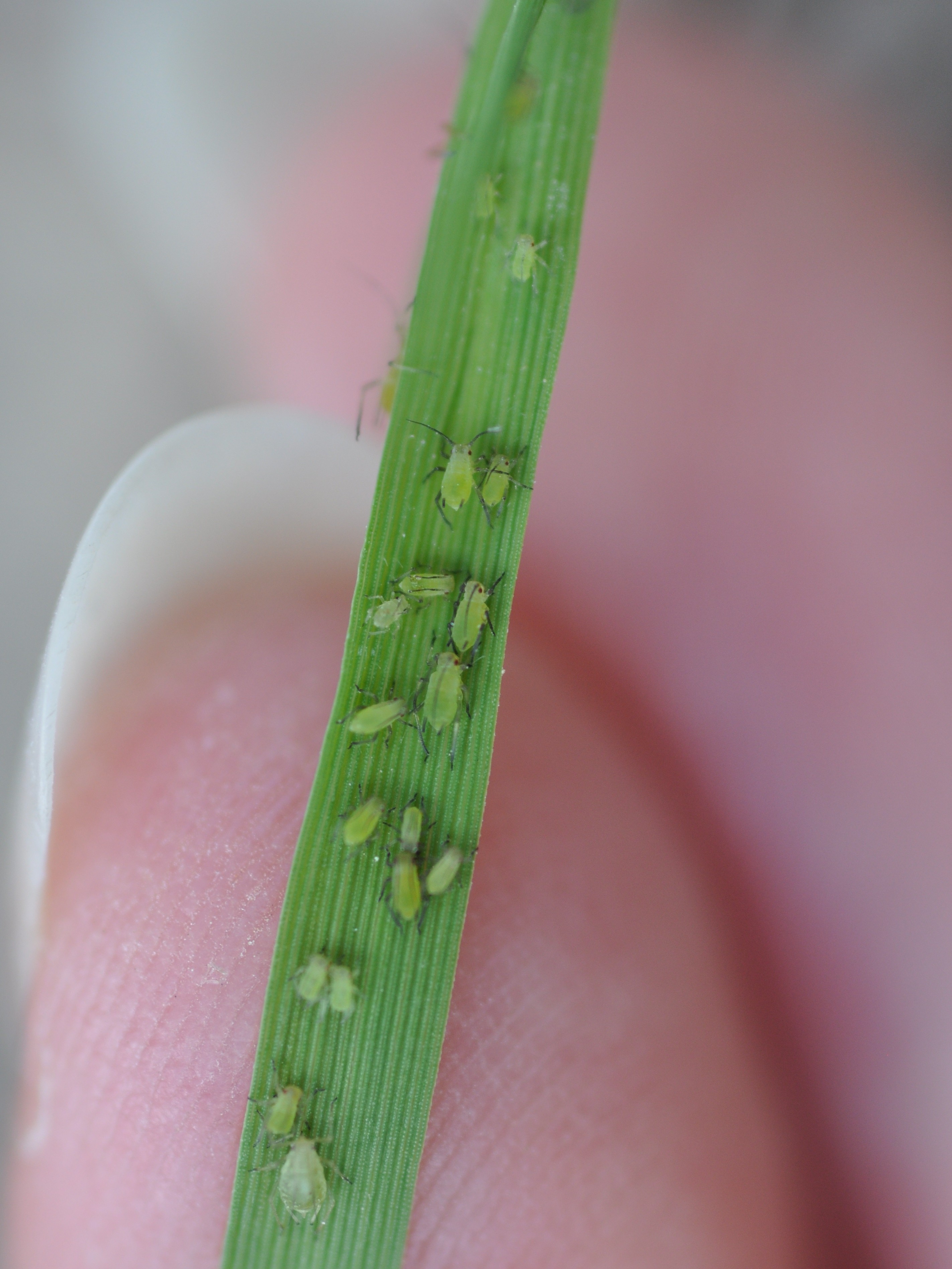 aphid4