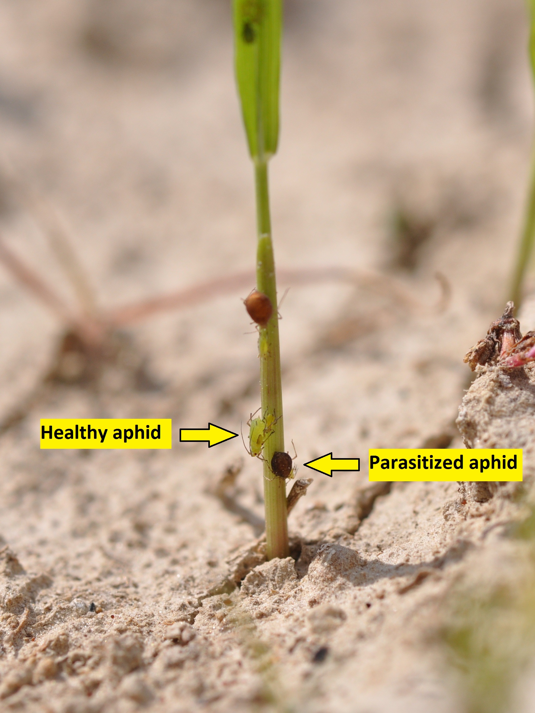 aphid5