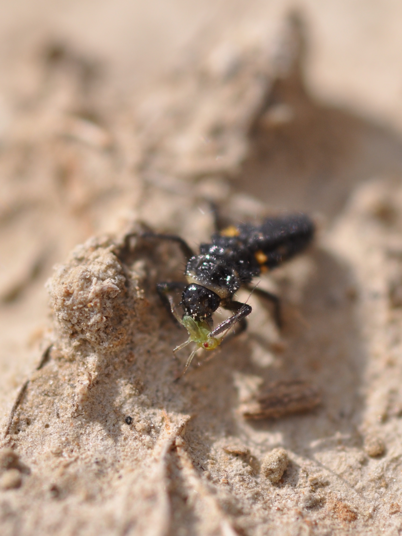 aphid7