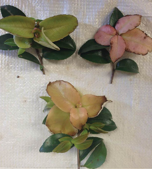 Three groups of camellia leaves showing varying levels of color. Some are green, pink and brown.