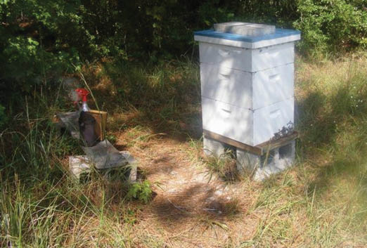 A bee box set on cinder blocks by the edge of the woods.