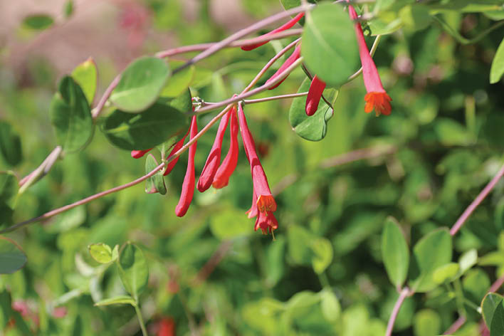 A vine with elongated tubular red flowers.