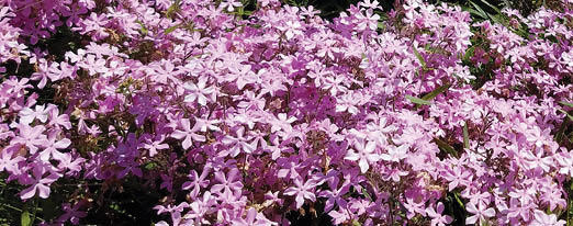 A flower bed with pine straw mulch planted with shrubs and a mounded planting of phlox, a plant with light pink flowers.