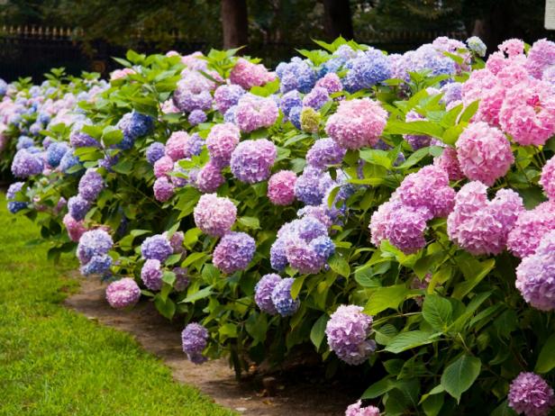 Gardenia & Hydrangea