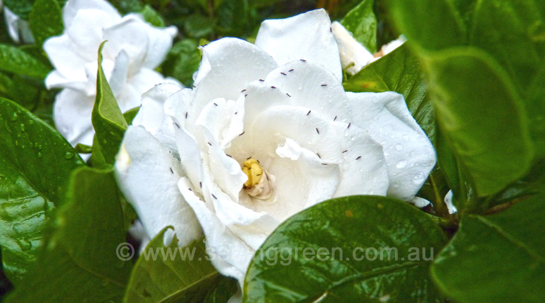 Thrips_on_Gardenia_lgjpg