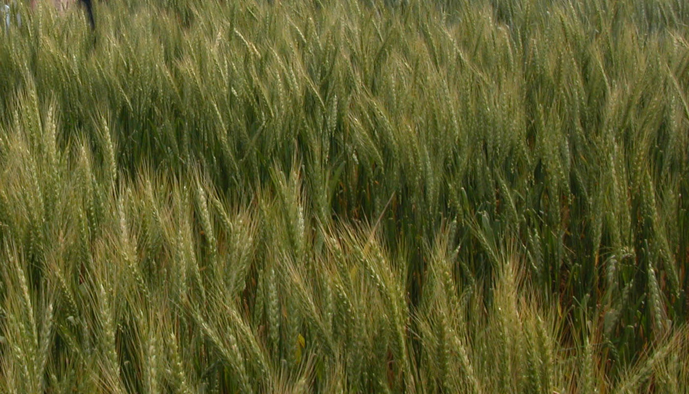 Wheat crop survives below-freezing temperatures 