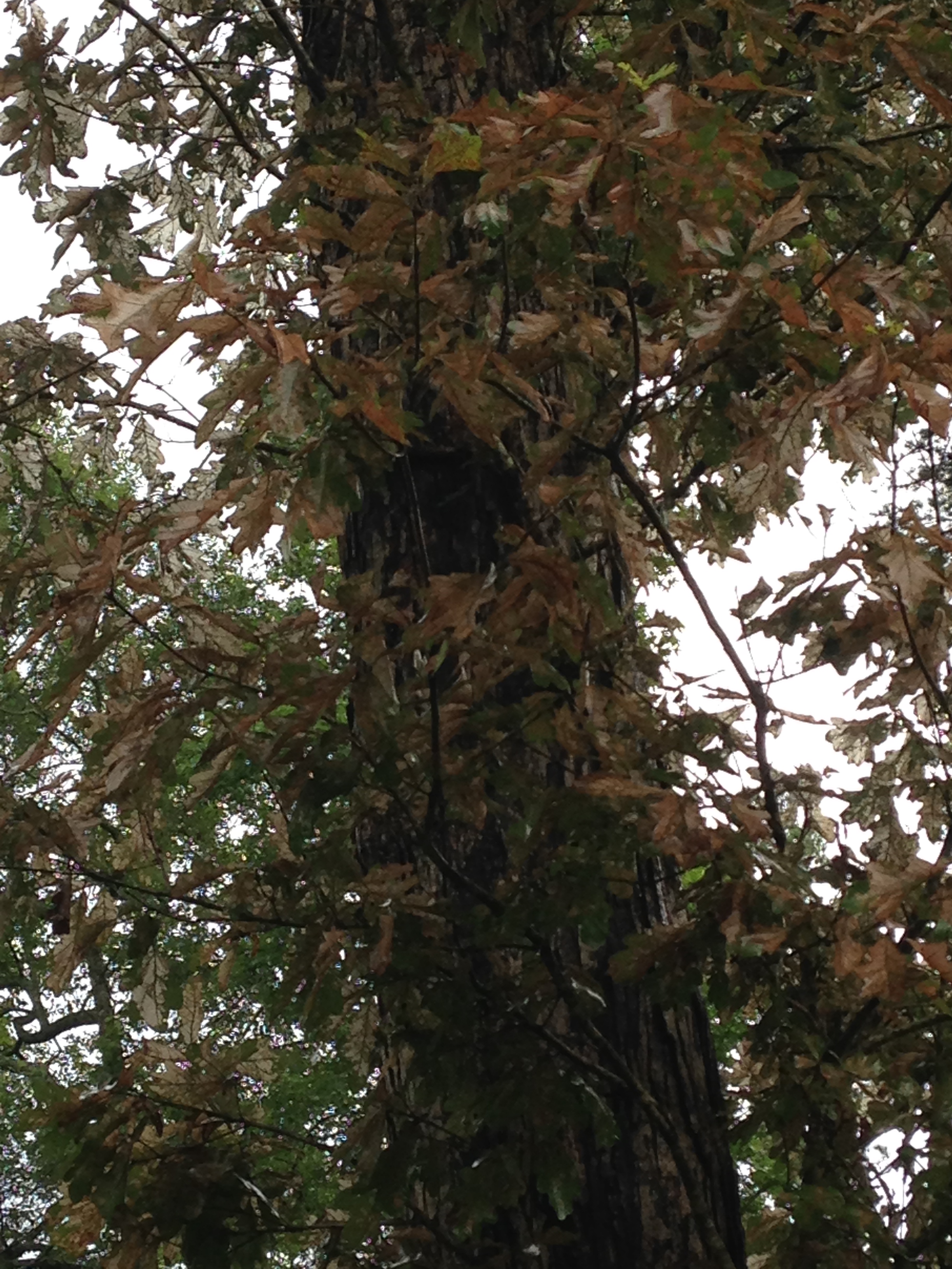 White Oak Question