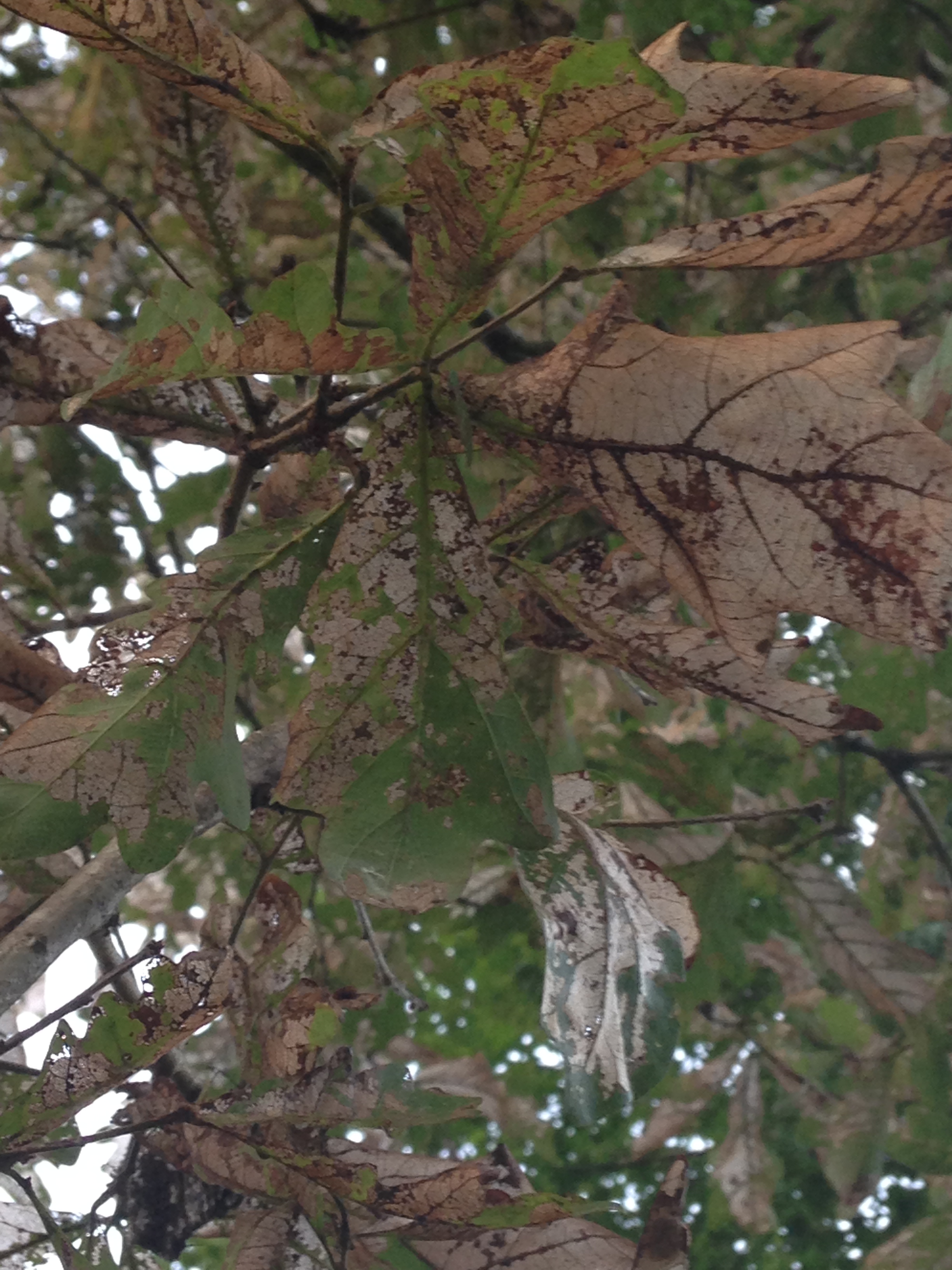 Picture of skeletonized oak leaves