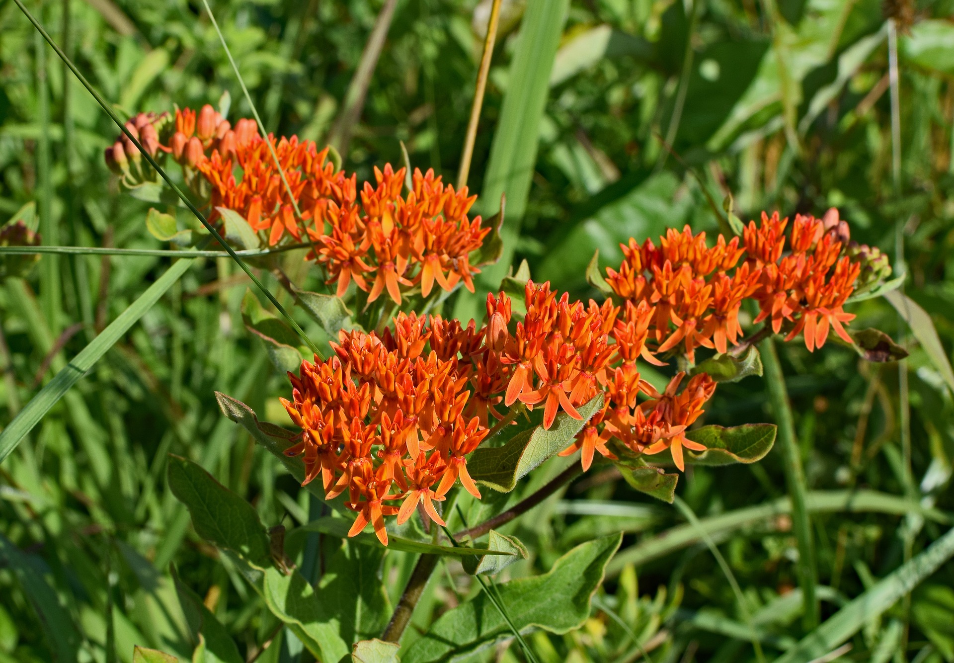 butterfly-weed-2393621_1920.jpg thumbnail