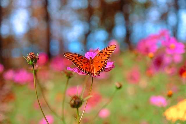 Butterfly Gardening