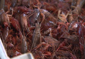 Demand for crawfish prompts development of crawfish mincemeat