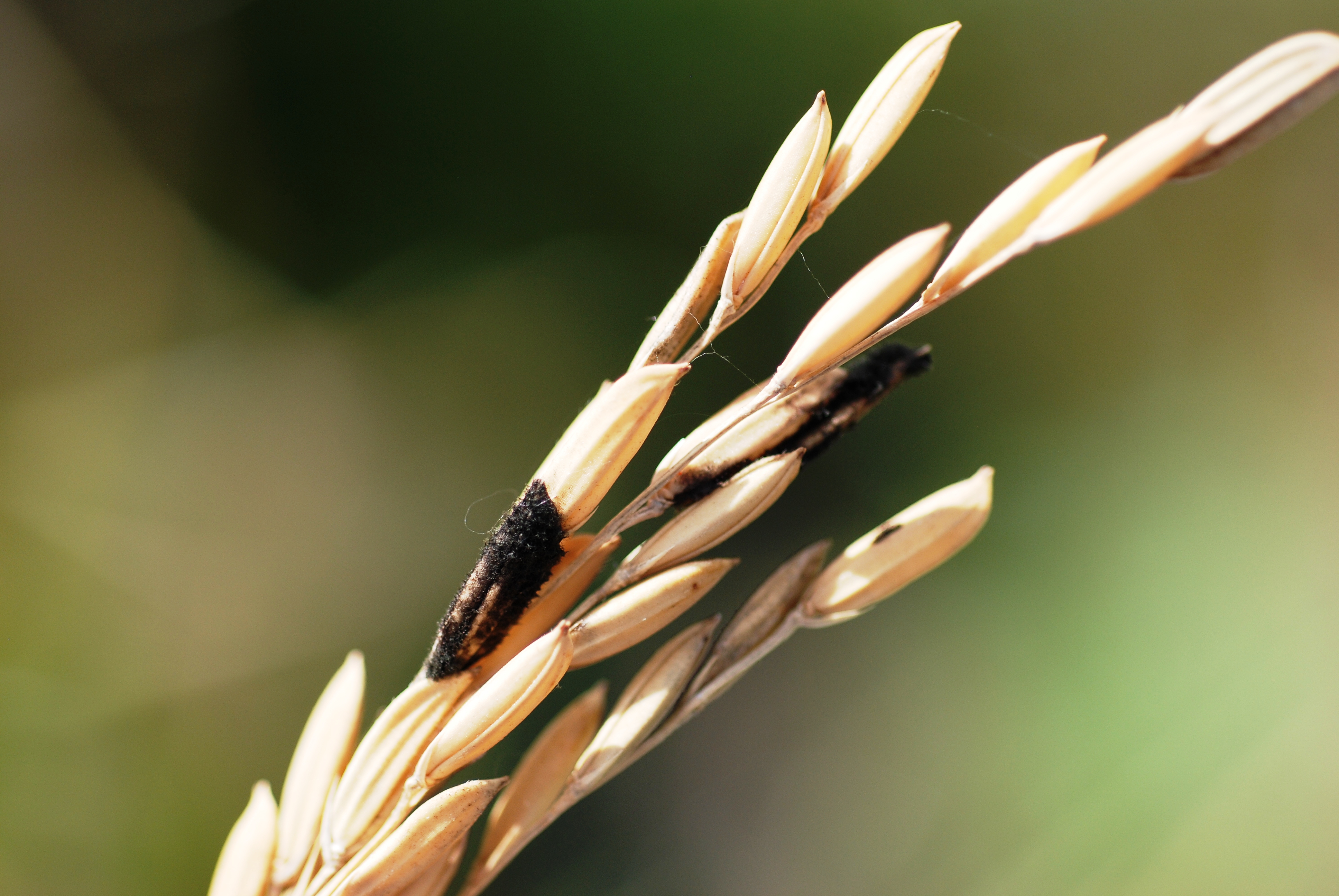 Infected rice grain