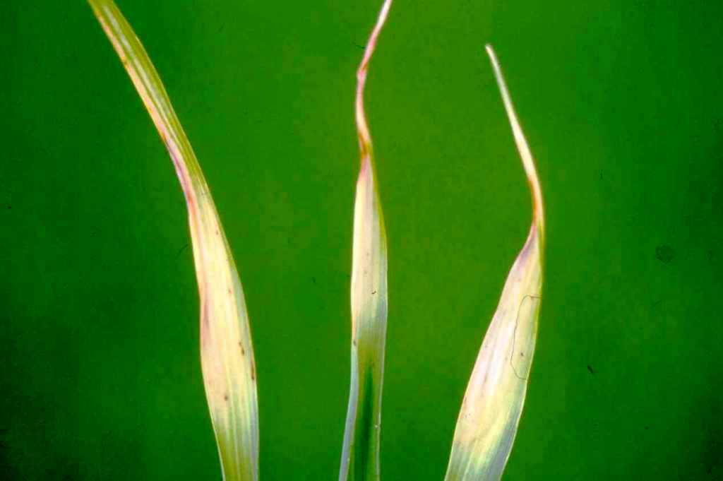 Early Symptoms Caused By The White Tip Nematode