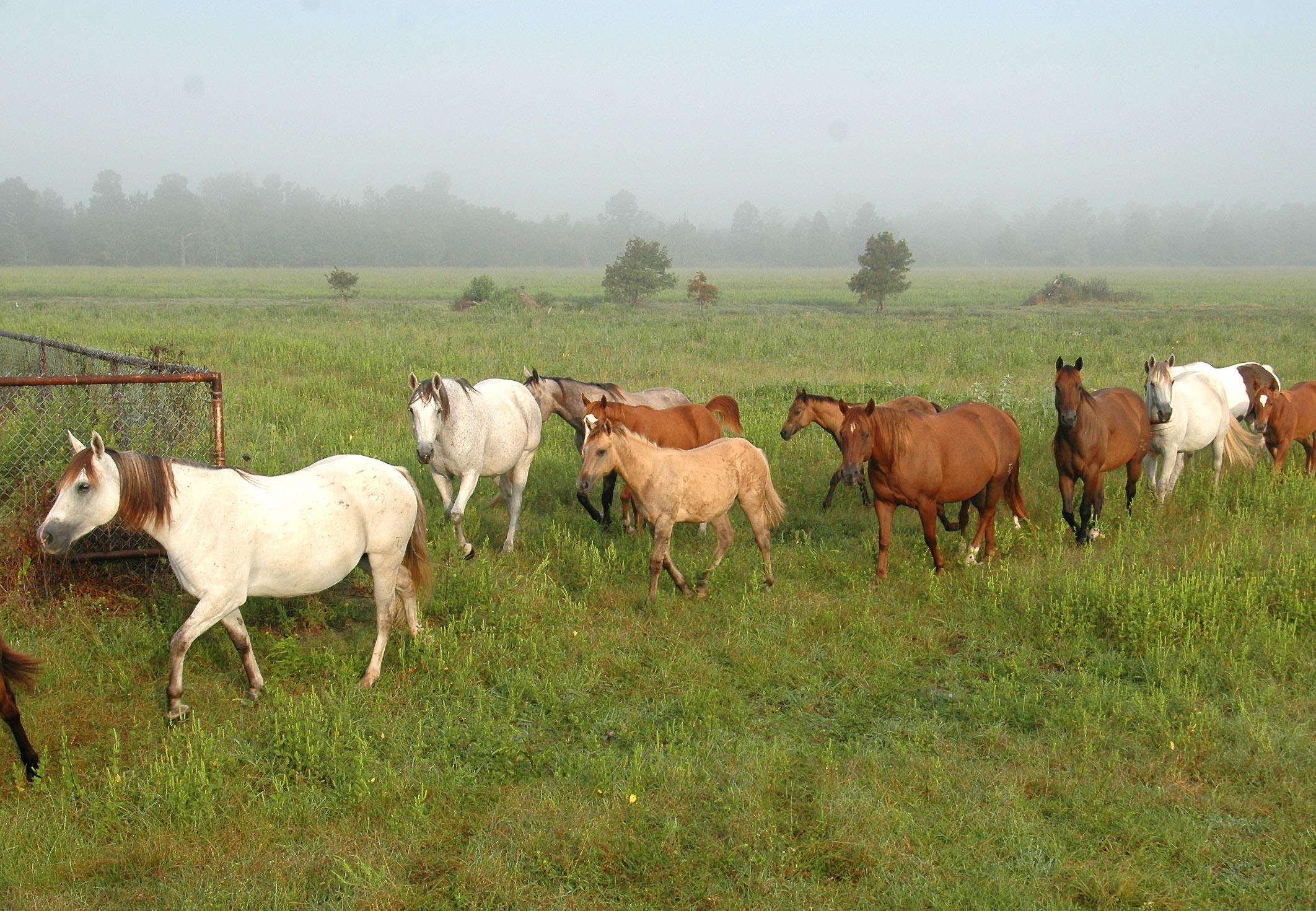 Test horses annually for equine infectious anemia