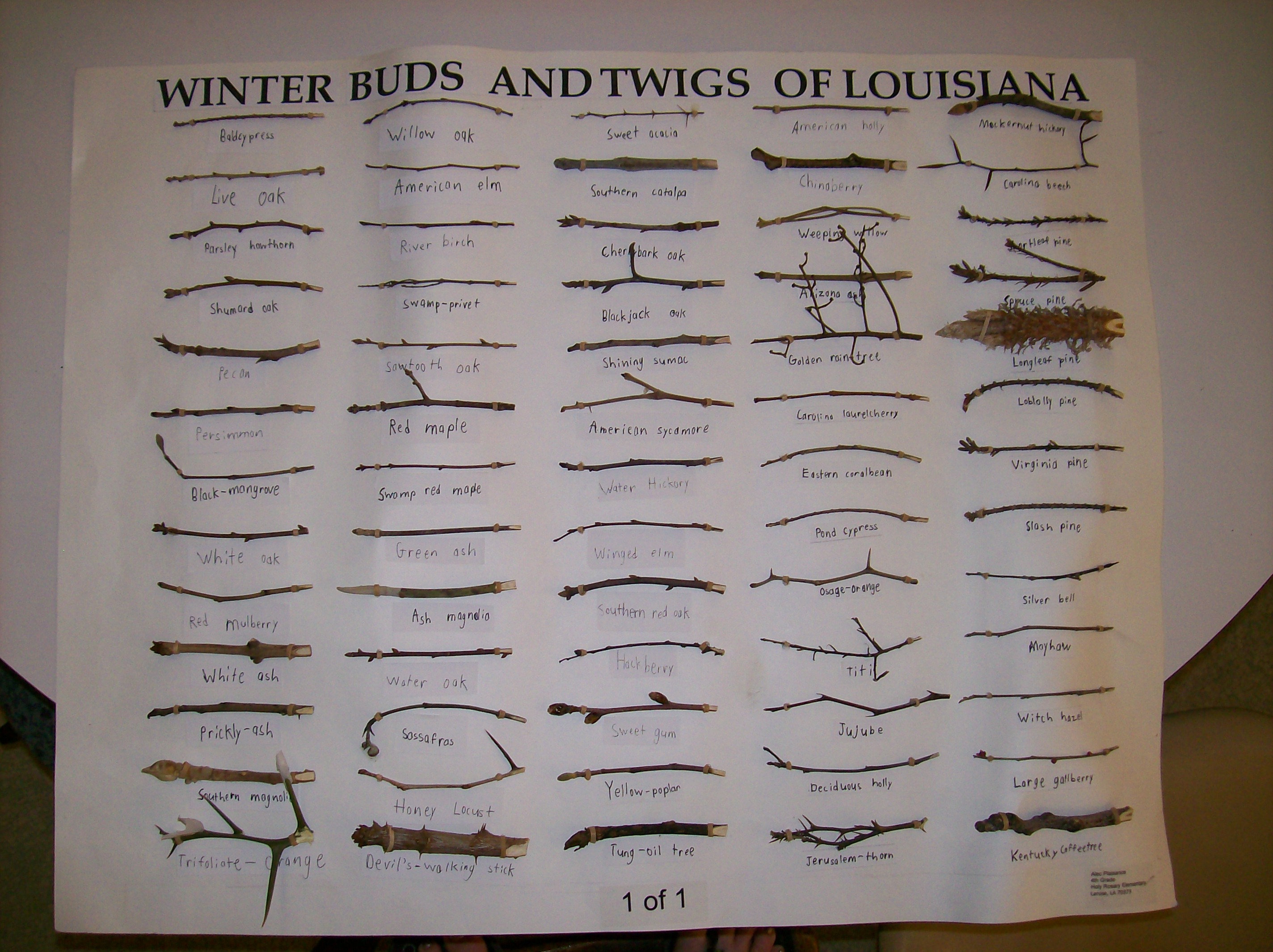 4-H Twig Collections