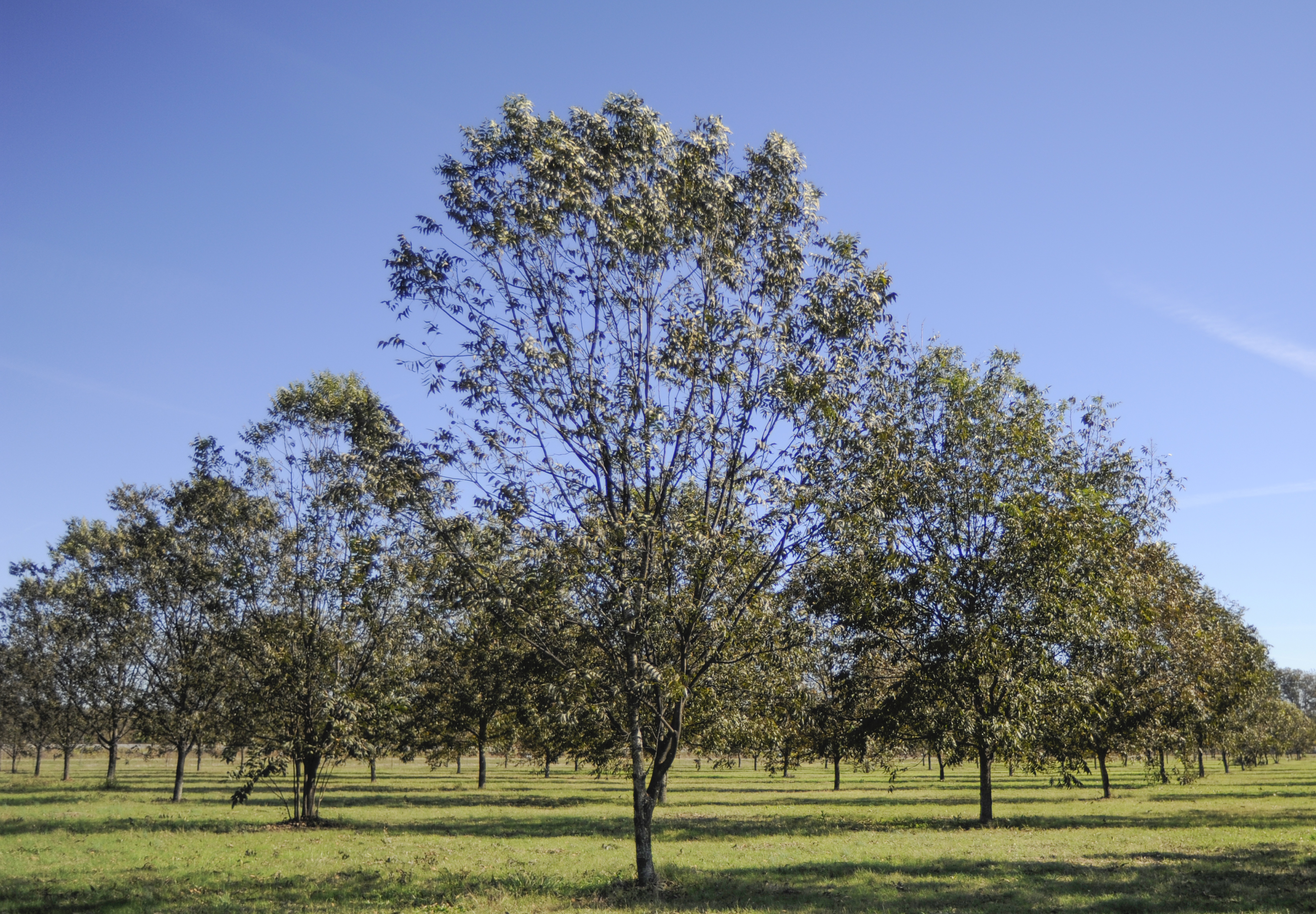 Plant pecan trees in winter 