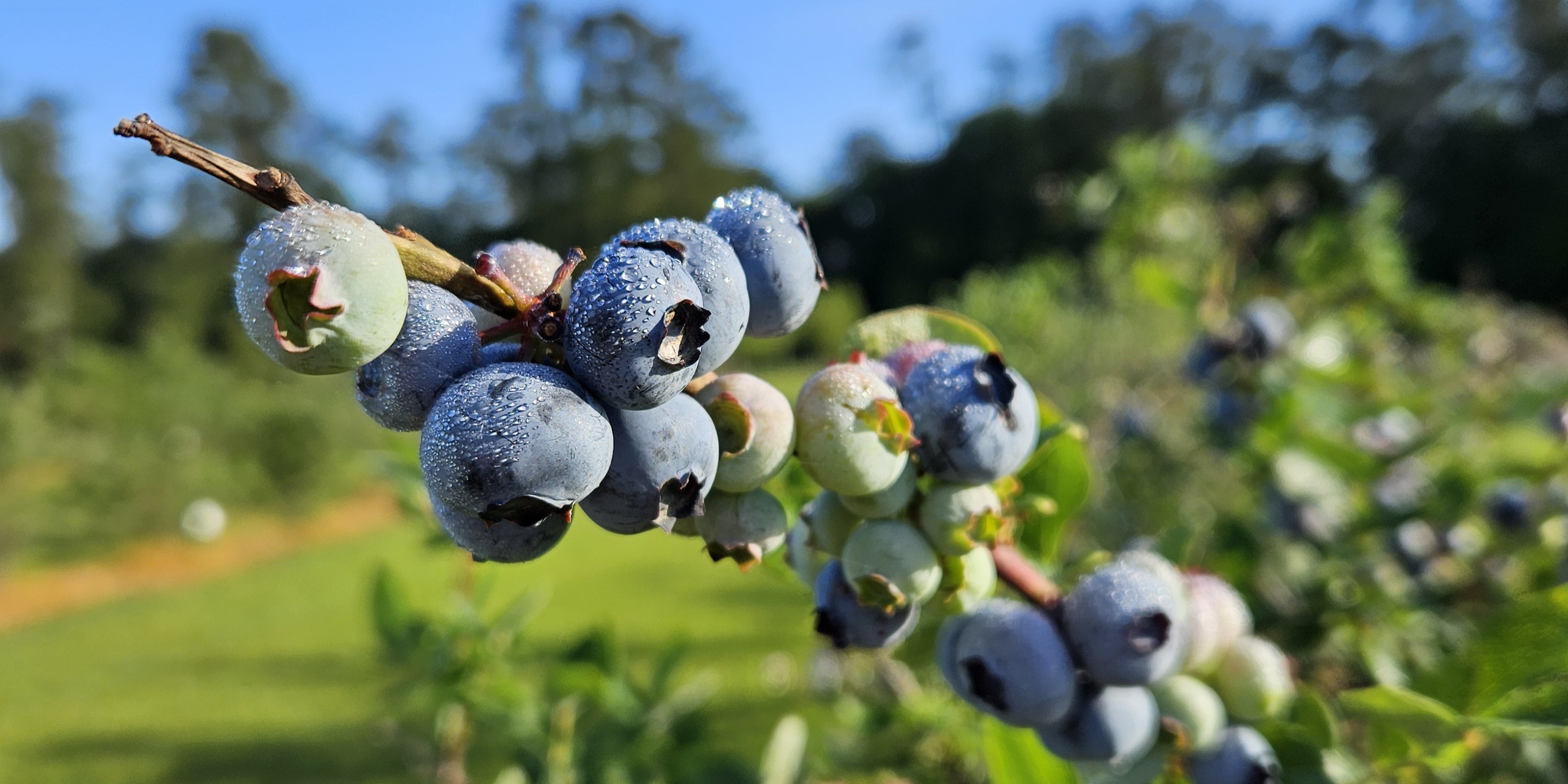 2025 Blueberry Variety Demonstration Update