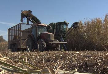 Sugarcane harvest to end early because of light crop