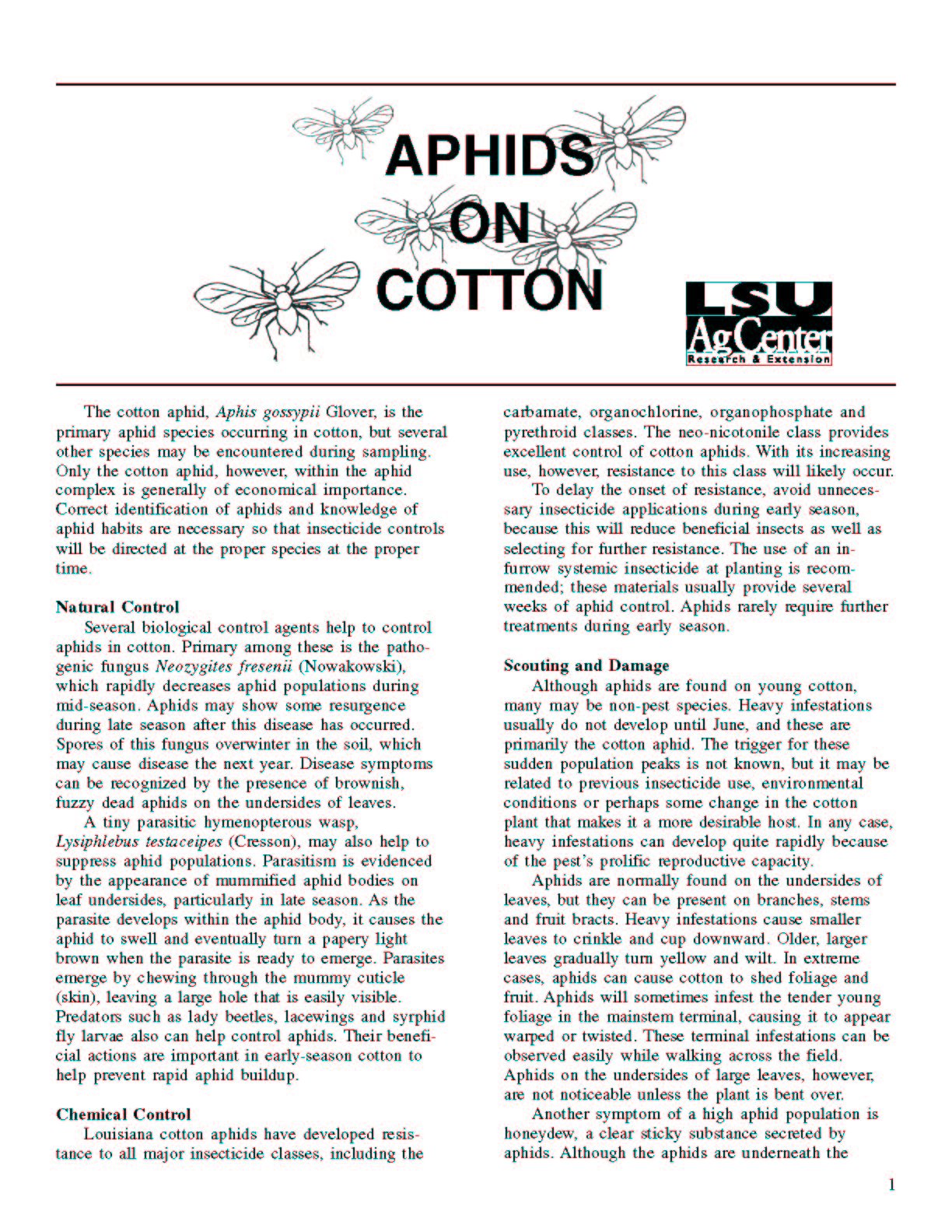 Aphids on Cotton