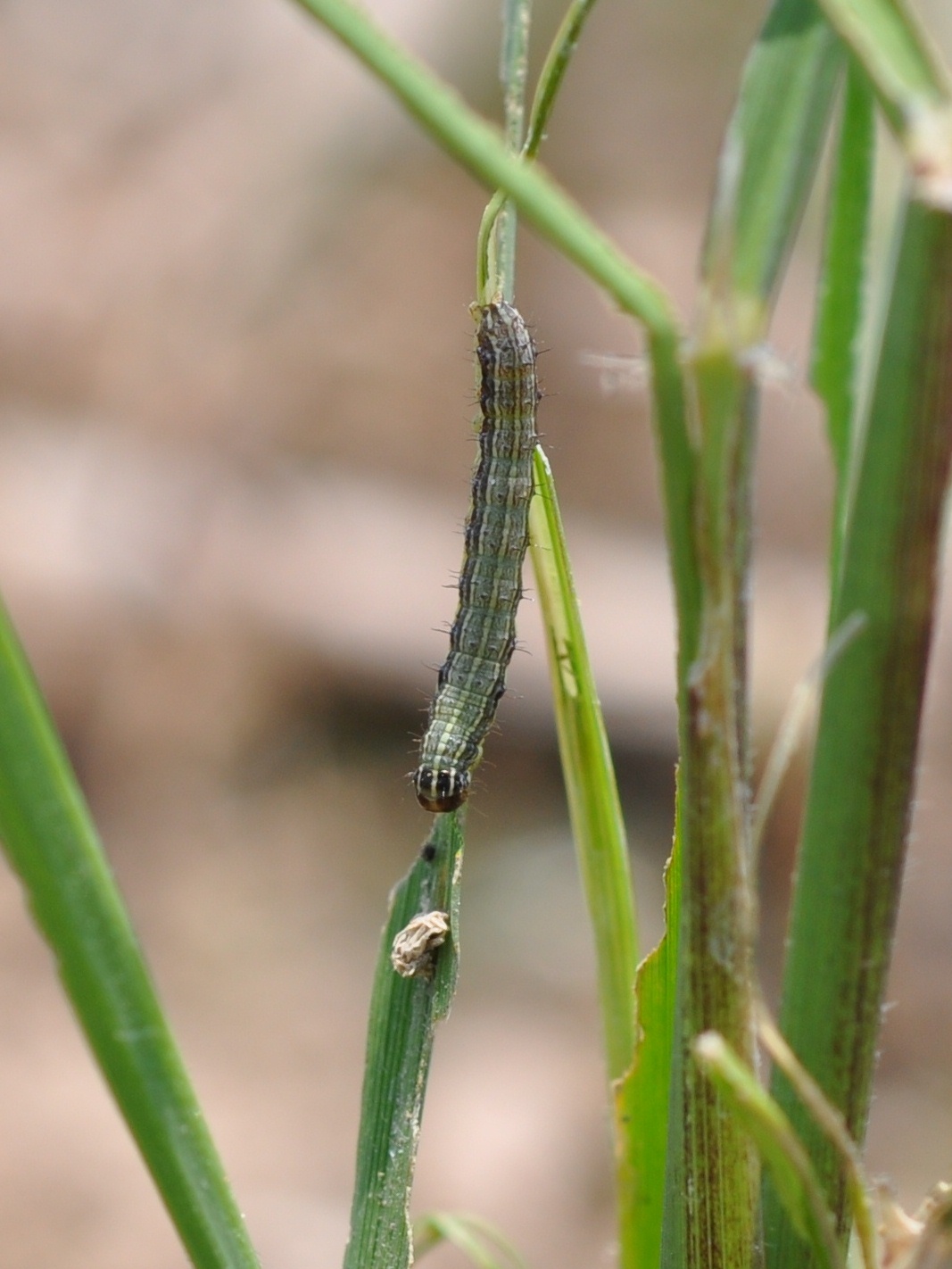 Fall Armyworm