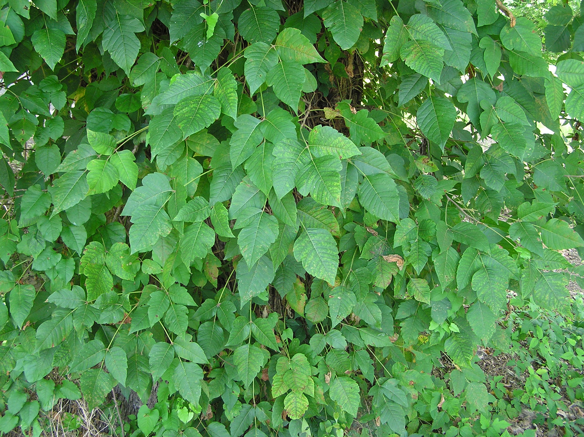 Poison Ivy.