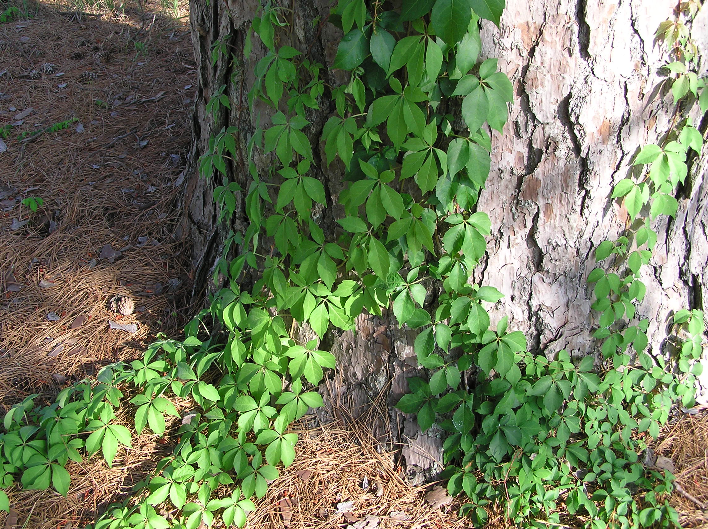 Virginia Creeper.